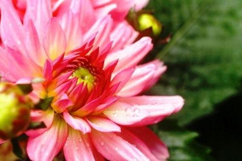 娱乐吃瓜酱一半是植物人,揭秘娱乐吃瓜酱背后的绿色秘密  第3张